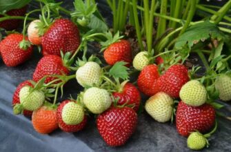 Ремонтантна полуниця: Властивості, Вирощування Та Поради Догляду