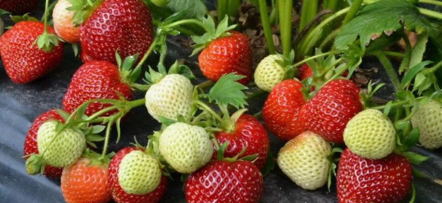 Ремонтантна полуниця: Властивості, Вирощування Та Поради Догляду