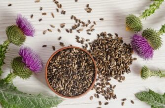 Розторопша: користь, застосування та властивості цілющої рослини