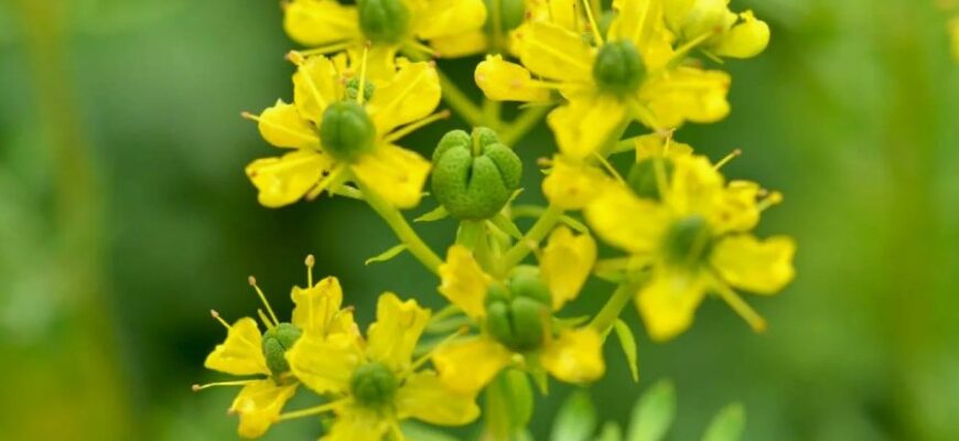 Все про Рута: значення, походження та використання в культурі України