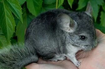 Шиншила: Все, що потрібно знати про утримання та догляд