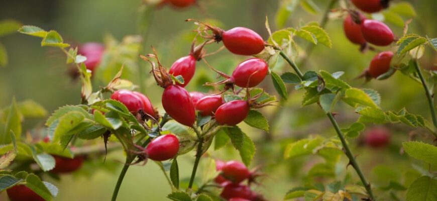 Що таке Шипшина: користь, застосування та факти про рослину.
