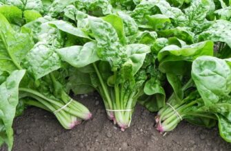 Шпинат: Властивості, Користь та Застосування в Щоденному Раціоні