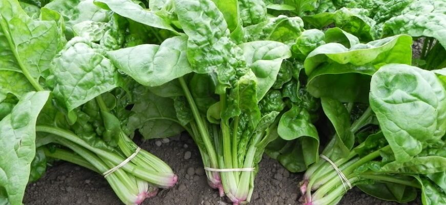 Шпинат: Властивості, Користь та Застосування в Щоденному Раціоні