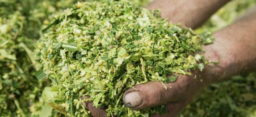 Що таке силос: огляд основних характеристик та користі для фермерства