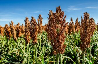 Сорго: особливості, види та переваги вирощування культури в Україні