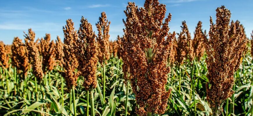 Сорго: особливості, види та переваги вирощування культури в Україні