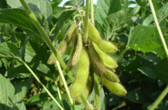 Соя: визначення, користь та сфери використання у повсякденному житті