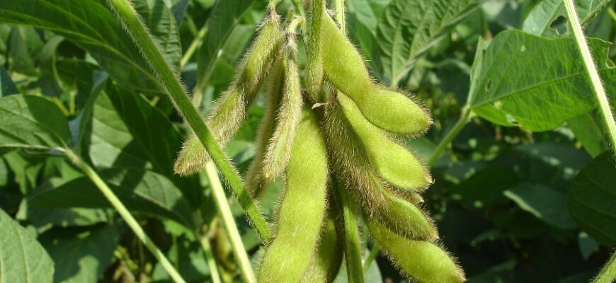 Соя: визначення, користь та сфери використання у повсякденному житті
