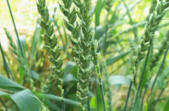 Спельта: корисні властивості, застосування та переваги в раціоні