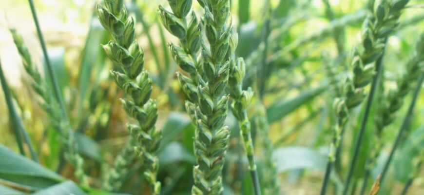 Спельта: корисні властивості, застосування та переваги в раціоні