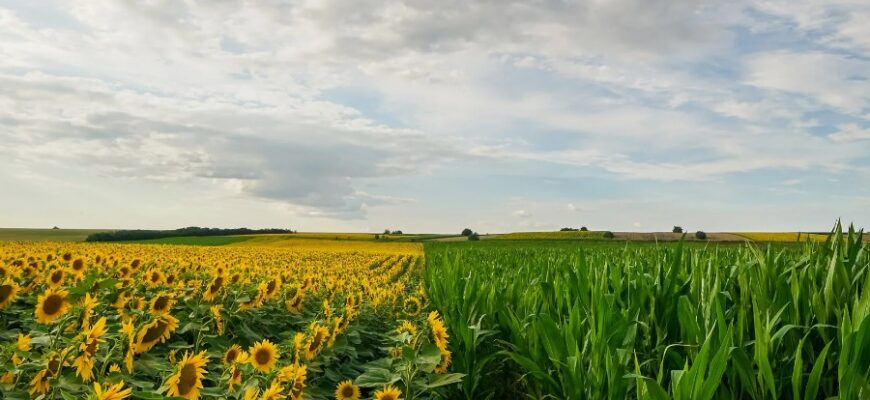 Технічні культури: Визначення, особливості та практичні застосування