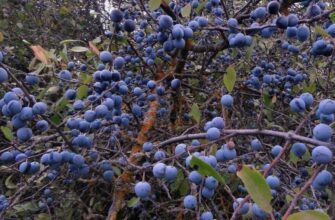 Що таке терен: Властивості, користь і застосування в Україні