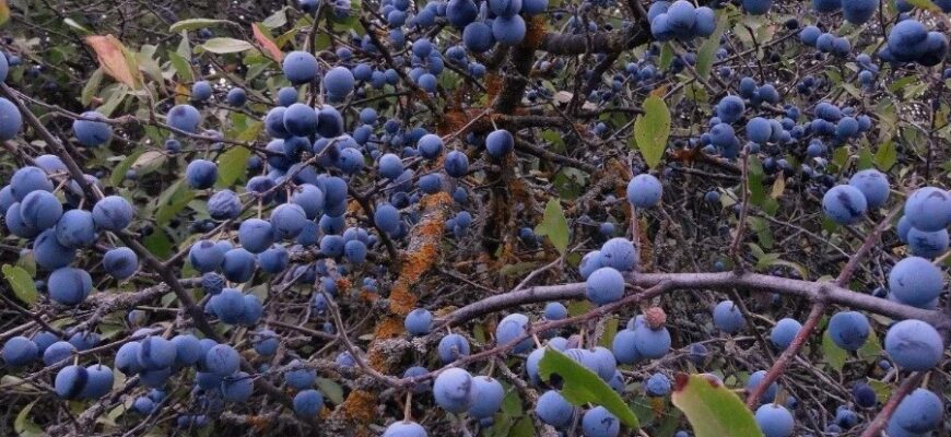 Що таке терен: Властивості, користь і застосування в Україні