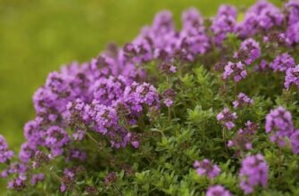 Тим’ян: Властивості, Застосування та Користь цієї Ароматичної Рослини