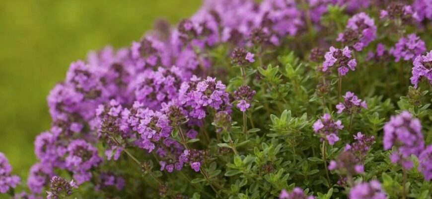 Тим’ян: Властивості, Застосування та Користь цієї Ароматичної Рослини