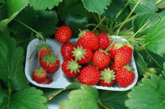 Трускавки: Солодкі Скарби Природи Та Їх Користь Для Здоров’я