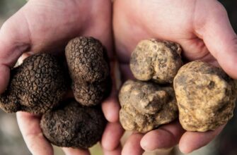 Трюфель: вишукана насолода та секрети вирощування і використання