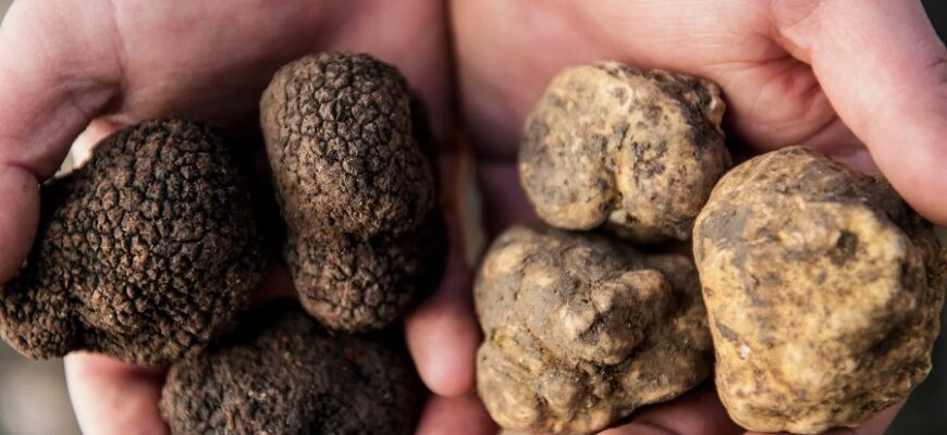 Трюфель: вишукана насолода та секрети вирощування і використання