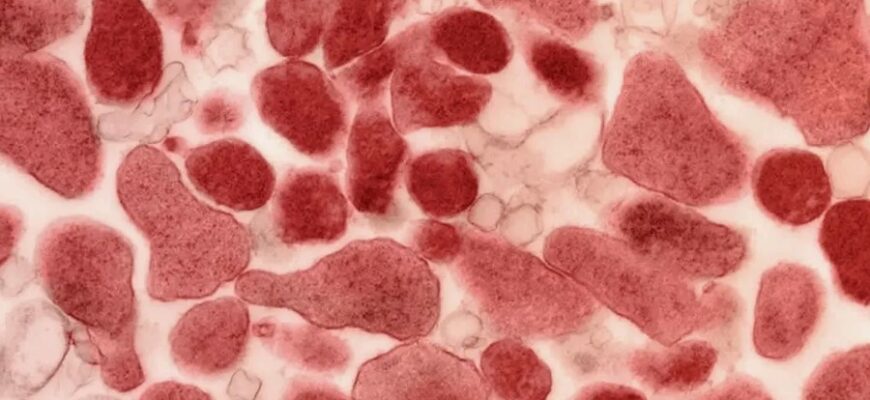 Уреаплазма: що це, симптоми зараження та методи лікування