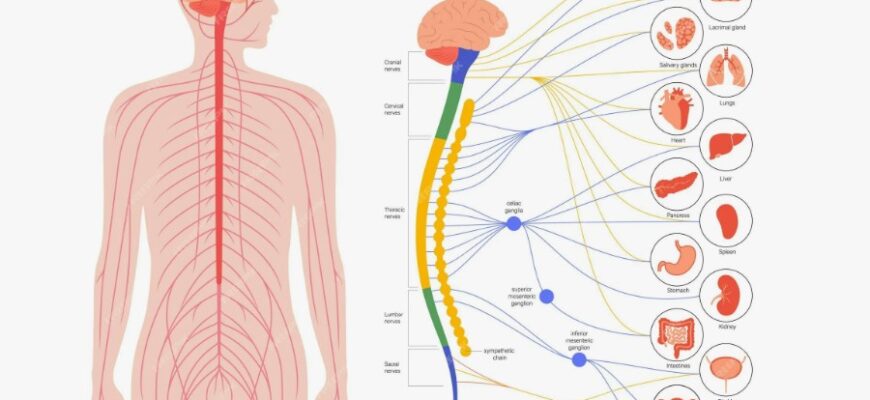 Вегетативна нервова система: функції, роль та важливість для здоров’я