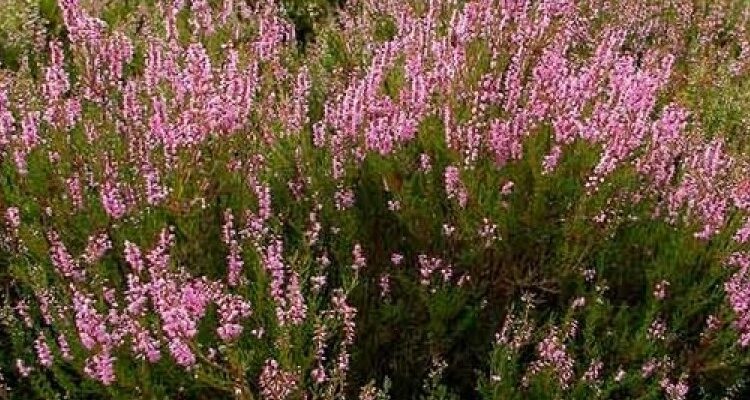 Верес: символ осені з яскравими квітами – усе про цю унікальну рослину