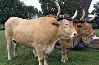 Зрозумійте, що таке ВІЛ: критична інформація для вашого здоров’я