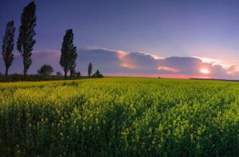 Волинь: Історія, культура та сучасність західного регіону України