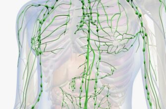 Застій лімфи: Причини, симптоми та ефективні методи лікування