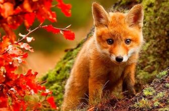 Жива природа: Визначення, значення та вплив на людське життя