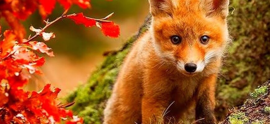 Жива природа: Визначення, значення та вплив на людське життя