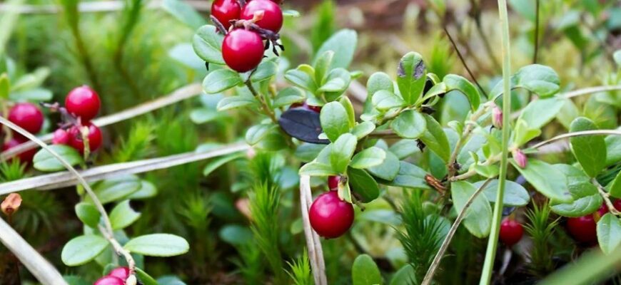 Все про журавлину: корисні властивості і застосування цієї ягоди