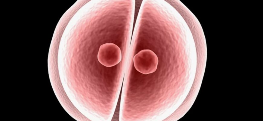 Зигота: Визначення, функції та роль у розвитку людини та організмів