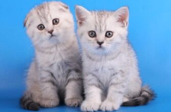 Скотіш-фолд і скотіш-страйт: знайдіть головні відмінності порід