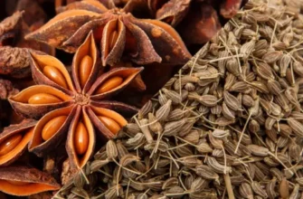 Аніс і бадьян: різниця між ароматними спеціями для кухні