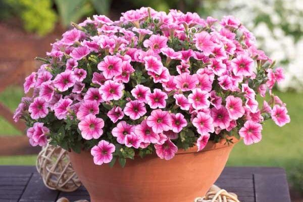 Сурфінія і петунія: Різниця між двома популярними квітами Сурфінія і петунія: Різниця між двома популярними квітами