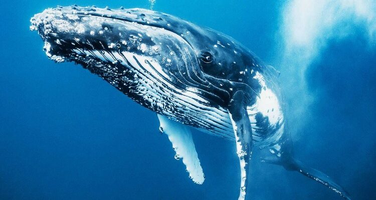 Синій кит: Дізнайтеся 20 вражаючих фактів про гіганта океану