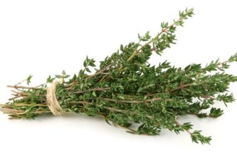 Чебрець і тим’ян: різниця та корисні властивості цих рослин