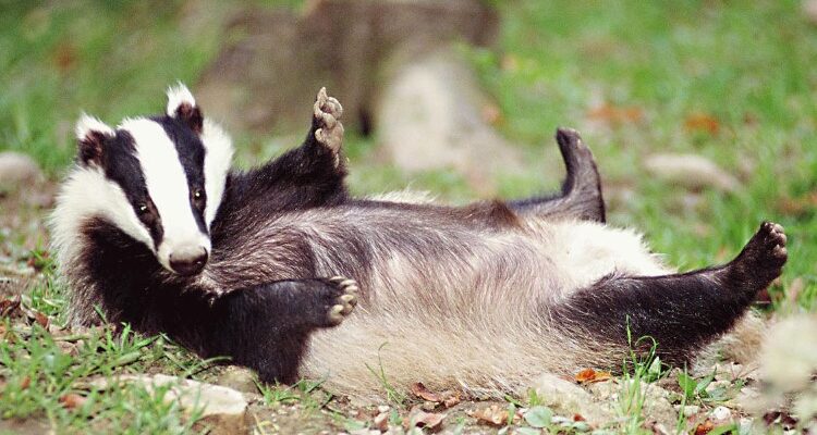 ТОП-10 цікавих фактів про борсуків, які вас здивують: дізнайтесь більше!