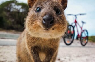 Цікаві факти про Квоку: ТОП-20 вражаючих відкриттів і особливостей