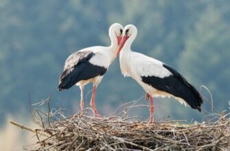 Цікаві факти про лелек: міфи, поведінка та особливості життя