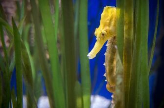 Цікаві факти про морського коника: найменшого риба планети