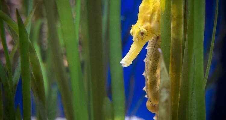 Цікаві факти про морського коника: найменшого риба планети