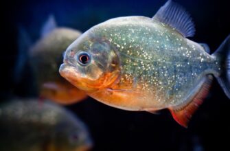 ТОП-20 цікавих фактів про піраній: Від міфів до реальності