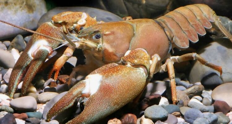 Цікаві факти про ракоподібних: відкрийте загадковий світ глибин