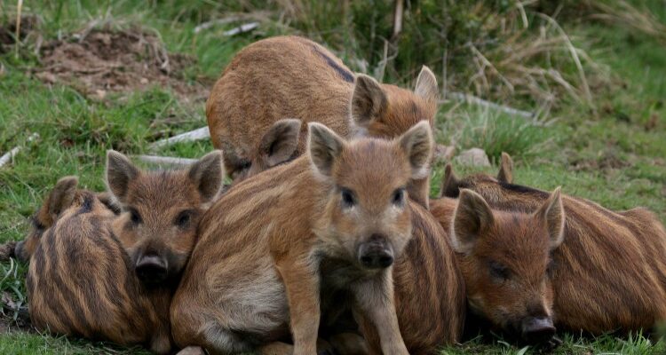 ТОП-20 неймовірних фактів про тварин: від морських глибин до саван