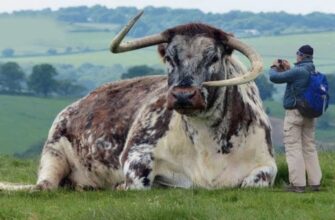 Тварини-рекордсмени: 15 вражаючих фактів, що здивують вас!