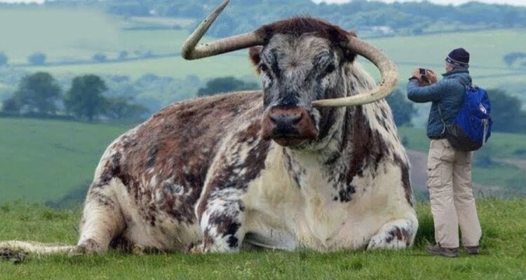 Тварини-рекордсмени: 15 вражаючих фактів, що здивують вас!