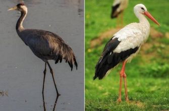 “Лелека та журавель: головні відмінності та цікаві факти”