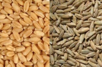 Різниця між пшеницею та житом: що обрати для вашого поля?